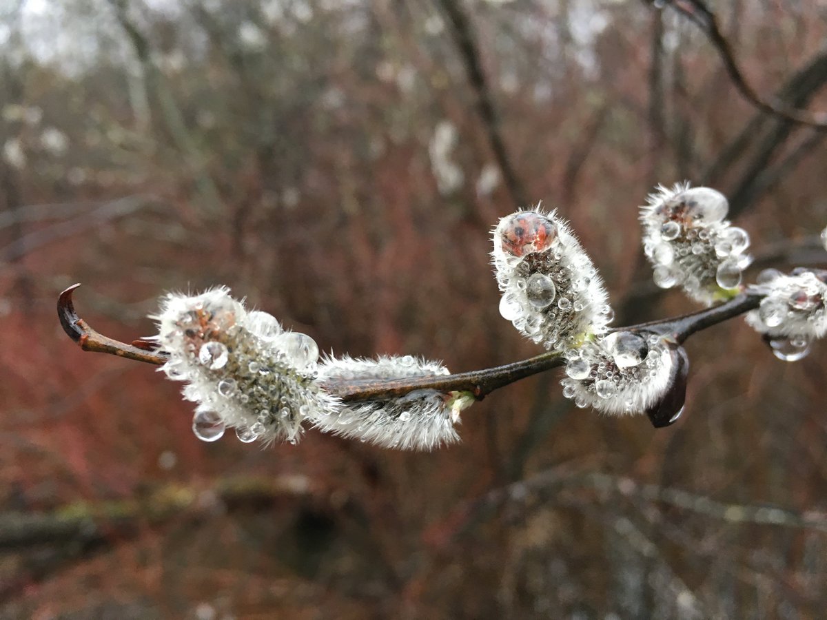 AdkLandTrust's tweet image. The pussy willows are out throughout the #Adirondacks. We hope you have a chance to get outside, smell the spring air, and hear a robin or red-winged blackbird. #landprotection #conservation #AdirondackStrong