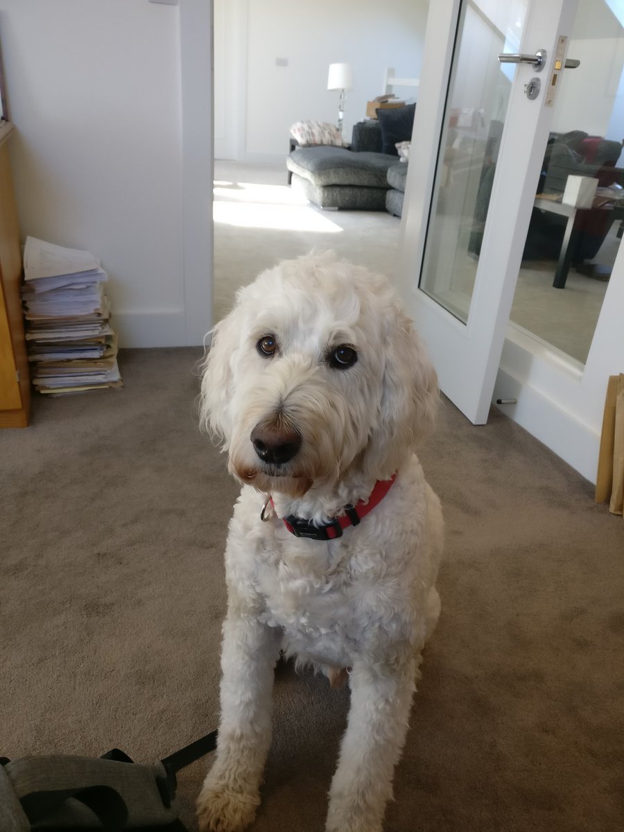 porter337's tweet image. Working from Galway this week. Means my favourite co-worker can join me at work. Language barrier is tough though... Unfortunately the words Walk and Work sound somewhat similar. Initial excitement seems to be fading... #DogAtWork #WorkingFromHome
