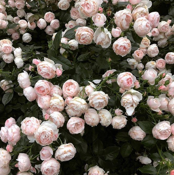 Nothing says springtime like fully bloomed roses🌹⁠
⁠
You can find this gorgeous ingredient in our Rose Mist Toner which helps to restore skin's hydration leaving you looking fresh and dewy.⁠
