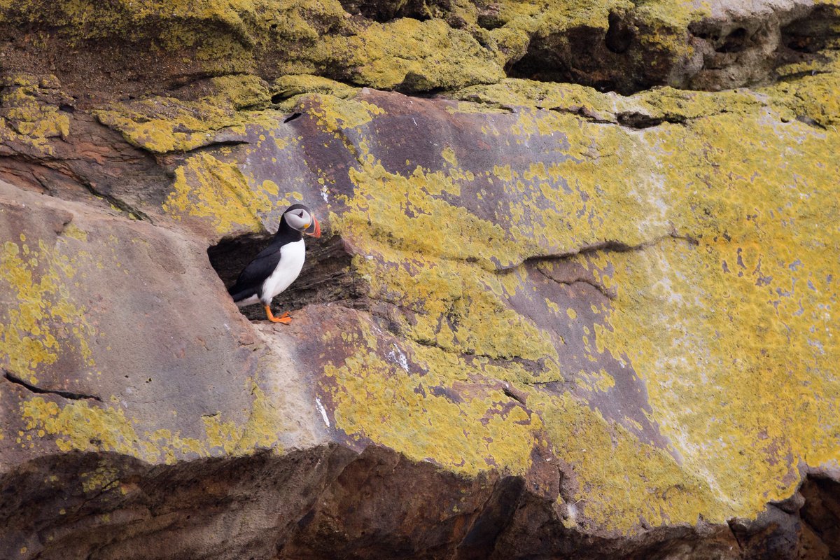 AdamHillPhoto's tweet photo. #CapeBreton photos of #Puffins for @geekingirl! I'll be sharing more Cape Breton photos today but if you have anything CapeBreton content you'd like to see, let me know! #visitNovaScotia https://t.co/Zow0L1OpXa