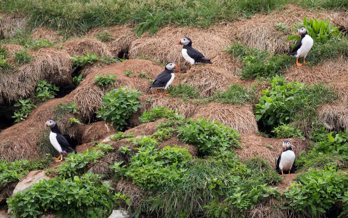 AdamHillPhoto's tweet photo. #CapeBreton photos of #Puffins for @geekingirl! I'll be sharing more Cape Breton photos today but if you have anything CapeBreton content you'd like to see, let me know! #visitNovaScotia https://t.co/Zow0L1OpXa