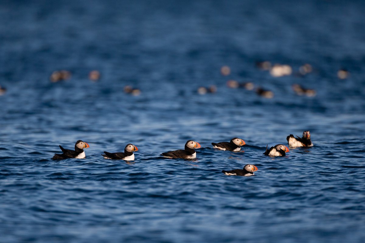 AdamHillPhoto's tweet photo. #CapeBreton photos of #Puffins for @geekingirl! I'll be sharing more Cape Breton photos today but if you have anything CapeBreton content you'd like to see, let me know! #visitNovaScotia https://t.co/Zow0L1OpXa