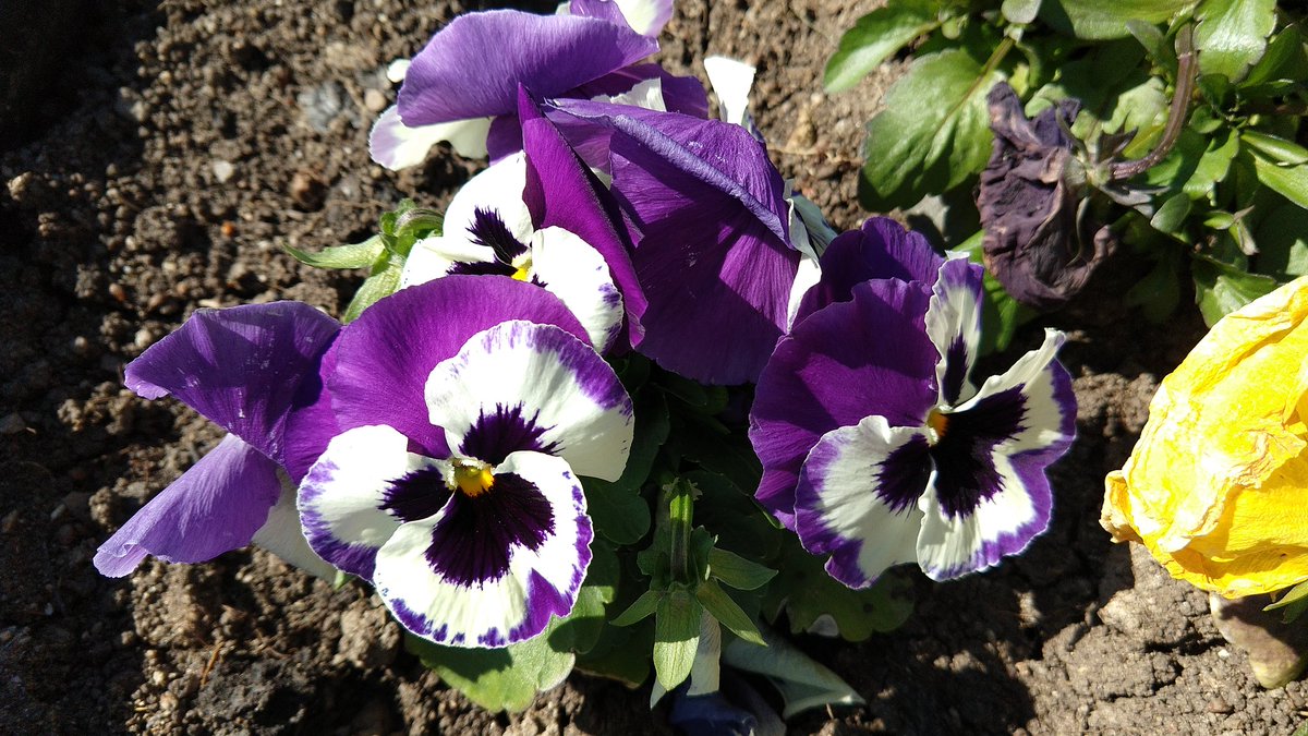 BranislavTomic1's tweet photo. Буђење пролећа
#motox4 #googlepixelcamera https://t.co/9wLQxQeQ21