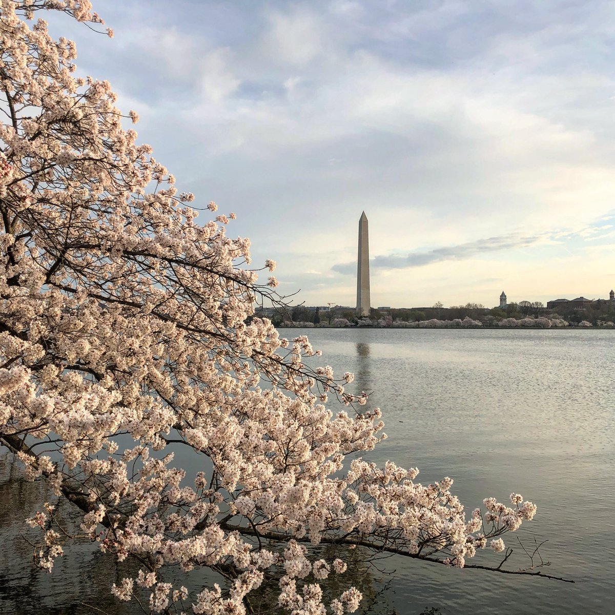 My favorite spot #CherryBlossomDC #peakbloom