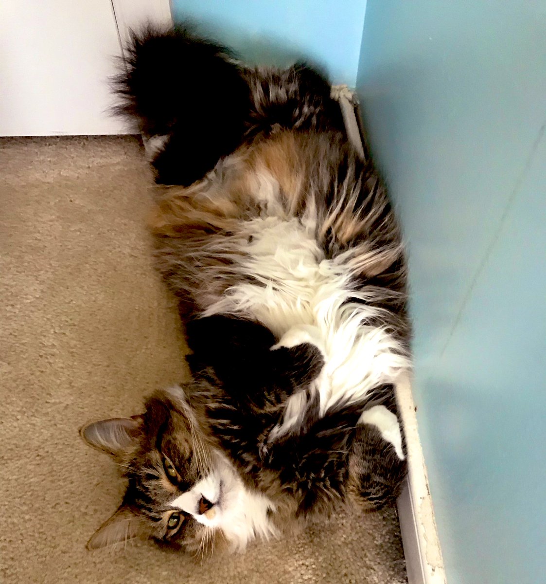 PocketPixelz's tweet photo. Sleeping in the corner, wishing my humans would leave the house! Why are you guys here all the time right meow?
#meow #CatsOfTwitter #cats #QuarentineLife #QuarantineCats https://t.co/gzZ4m0pcMa