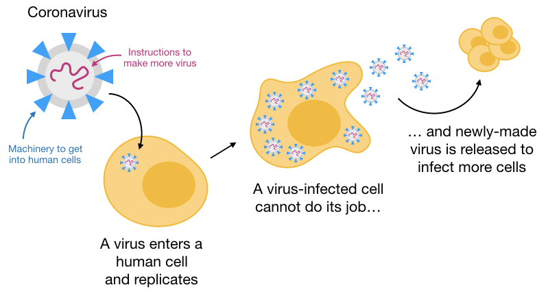 JSciMedCentral's tweet photo. The science behind coronavirus testing, and where the U.S. went wrong by Anna Minkina https://t.co/5p0fuCPydk
#2019nCoV #COVID19 #COVID19WORLD #Coronavirius #CoronavirusOutbreak #COVIDー19 #CoronaVirusUpdate #CoronaVirusUpdate #COVID19ON #coronatreatment #SARS_COV_2 https://t.co/54UscG9CUS