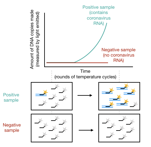JSciMedCentral's tweet photo. The science behind coronavirus testing, and where the U.S. went wrong by Anna Minkina https://t.co/5p0fuCPydk
#2019nCoV #COVID19 #COVID19WORLD #Coronavirius #CoronavirusOutbreak #COVIDー19 #CoronaVirusUpdate #CoronaVirusUpdate #COVID19ON #coronatreatment #SARS_COV_2 https://t.co/54UscG9CUS