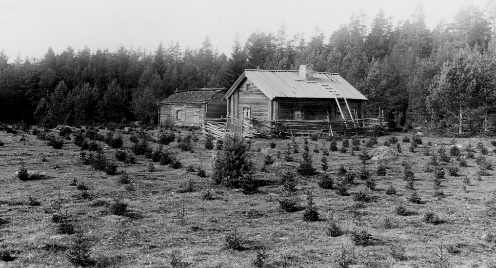 AlaxSLU's tweet photo. "Lägenheten Kronodal, Hvitthults kronopark, utlagd till skog och med inägorna igenplanterade med gran. Husen kvarstå i avvaktan att nuvarande arrendatorn, en gammal gumma, skall dö". Foto:  Edvard Wibeck 1912 #historiskaskogsbilder @_SLU #gran #plantering #kronopark #fredagsfoto https://t.co/iSHpSKhVTo