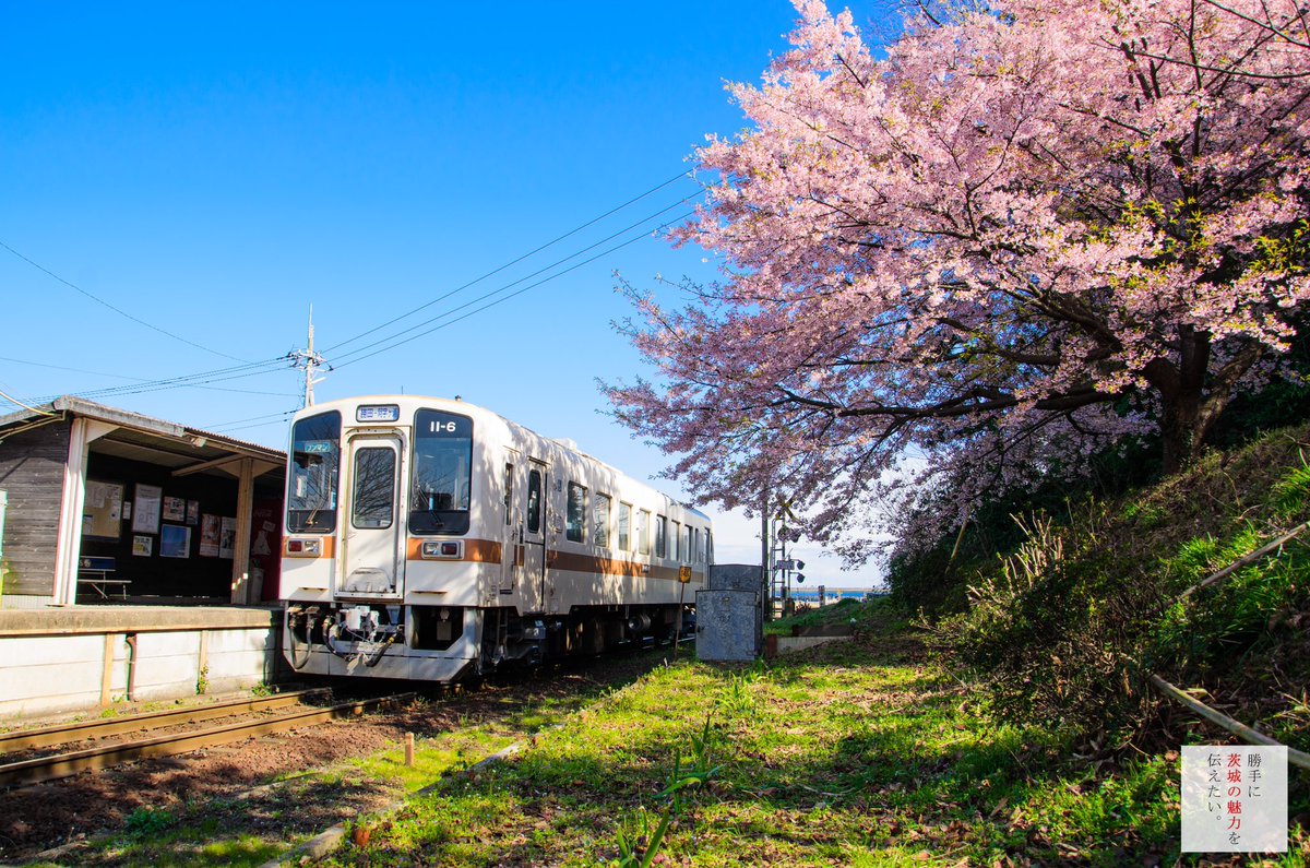 勝手に茨城の魅力を伝えたい 春を感じに 撮影地 ひたちなか市 中根駅 勝手に茨城の魅力を伝えたい 茨城 ひたちなか ひたちなか海浜鉄道湊線 ローカル線の春 Tlに春