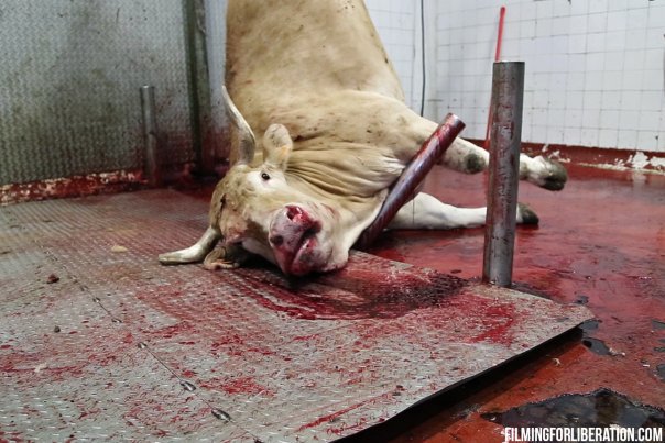 ALF_269's tweet photo. “If you choose to eat meat, cheese, and milk, I think at the very least, you are obligated to see the pain and suffering you are causing” - Anon
 
Stop Supporting Animal Cruelty.
GoVegan🌱🌎
 
#Vegan #GoVegan #Animals #EndSpeciesism #Pets #Farms https://t.co/SV30mBo0e9