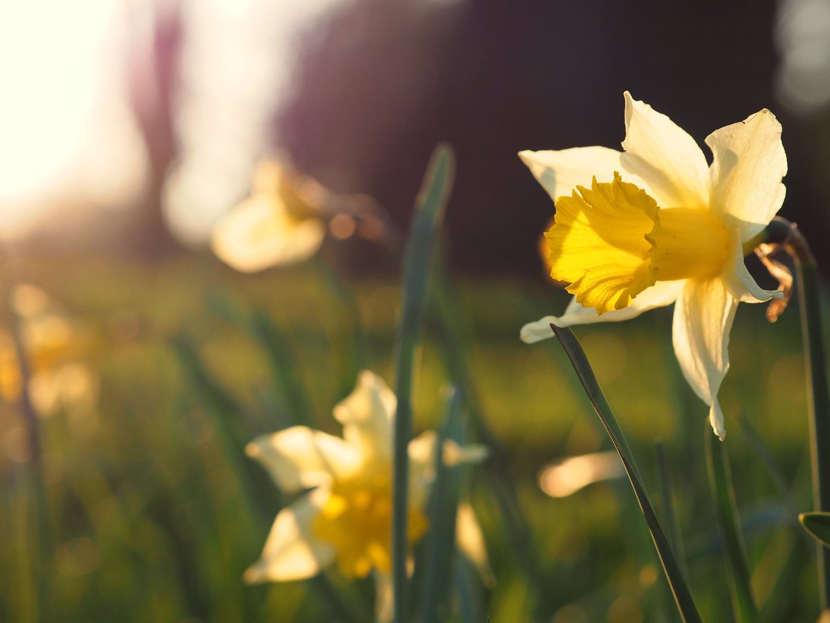 Today is the first day of spring, look around and enjoy the beautiful outdoors!⁣
⁣
The Camp Hill daffodils are starting to bloom 🌼⁣

#Springtime #springtimeisthebesttime #springtimememories #springtimefun #springtimetheme #springtimebeauty #springtimeready