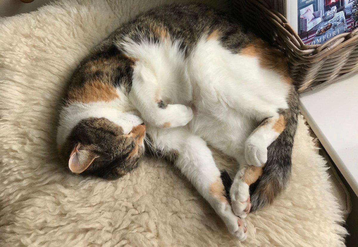 workwithimpact's tweet photo. Picture of the Week: A lovely picture of one of our Business Psychologist's cat enjoying the sunshine and oblivious to everything else! 🌞 One of the perks of working from home is having a furry friend to keep you company 🐱 #whatweredoing #workwithimpact https://t.co/AO73zWN9gj