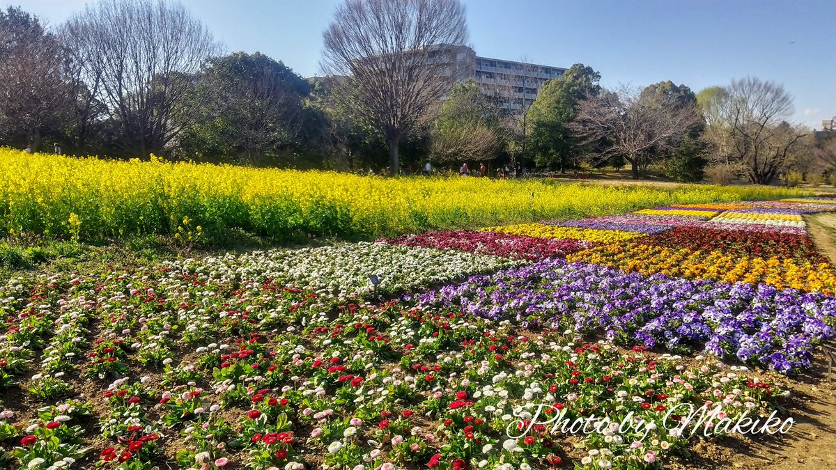 まきこ 写真とピアノの人 砂川口の花の丘北花畑まで行くと 一面の菜の花が見られます パンジーやビオラなどの可愛いお花が パッチワークのように植えられていて とっても綺麗でした 昭和記念公園 立川 菜の花 パンジー ビオラ 青空