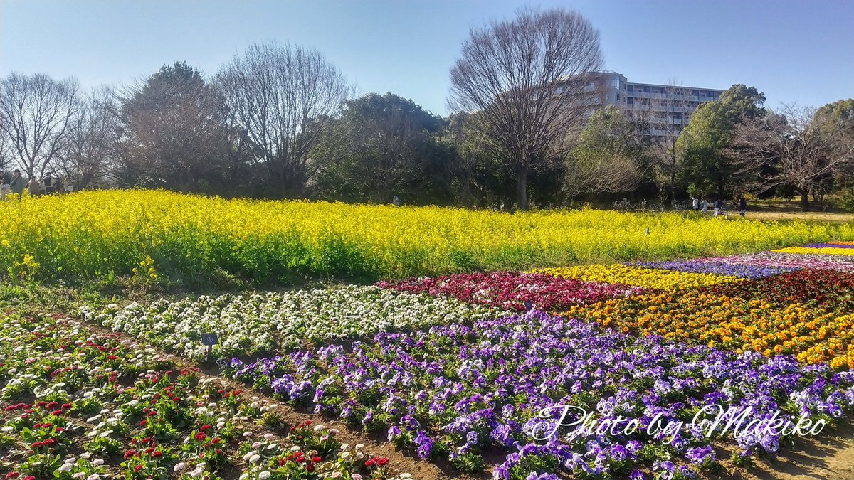 まきこ 写真とピアノの人 砂川口の花の丘北花畑まで行くと 一面の菜の花が見られます パンジーやビオラなどの可愛いお花が パッチワークのように植えられていて とっても綺麗でした 昭和記念公園 立川 菜の花 パンジー ビオラ 青空