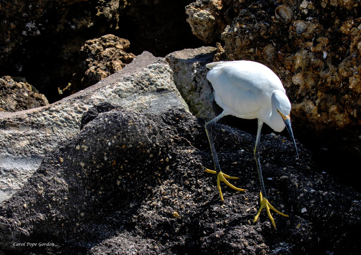 Of course the main reason we rented a 600mm lens for the Sanibel trip was so I could take an extreme closeup of Snowy Egret feet for #FeetsFriday. 🤪 #Florida #birds #birdphotography #wildlifephotograpy #TwitterNatureCommunity