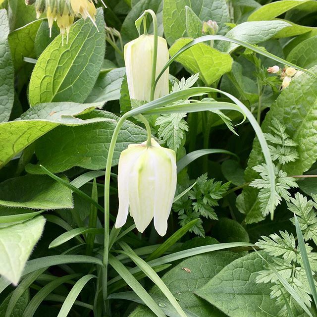 Hello fritillaries you pretties! 😌 #fritillaria <a href="/kewgardens/">KewGardens</a>