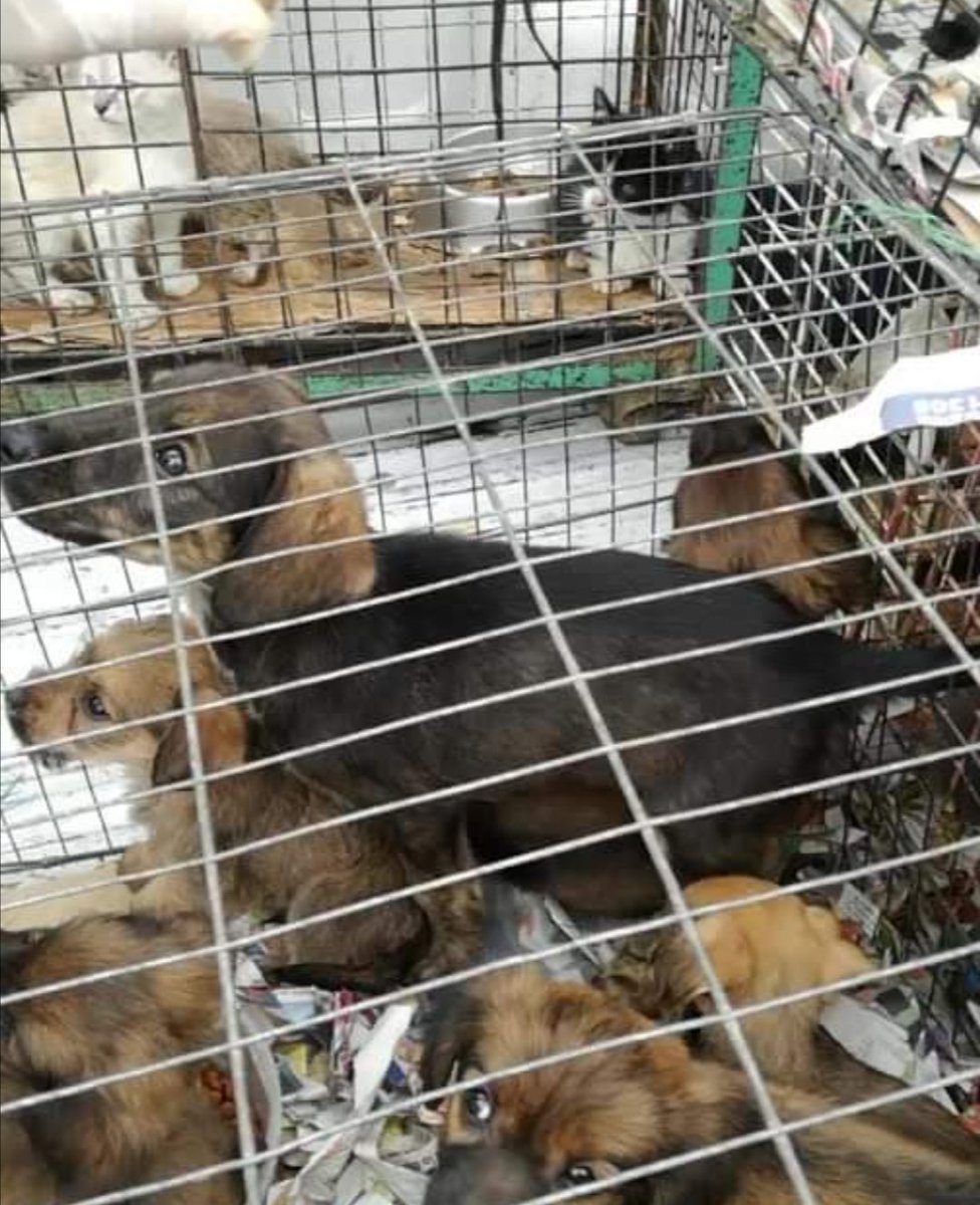 Jorgegreenhouse's tweet photo. Sr. @MartinVizcarraC pido que el permiso para transitar se dé a los rescatistas de animales, necesitamos verificar que no se repita lo que se vió en #Arequipa, @JorgeMunozAP le pido que se verifique que no hayan animales encerrados en los centros de comercio como JR. AYACUCHO. https://t.co/qQMuFTmpMi