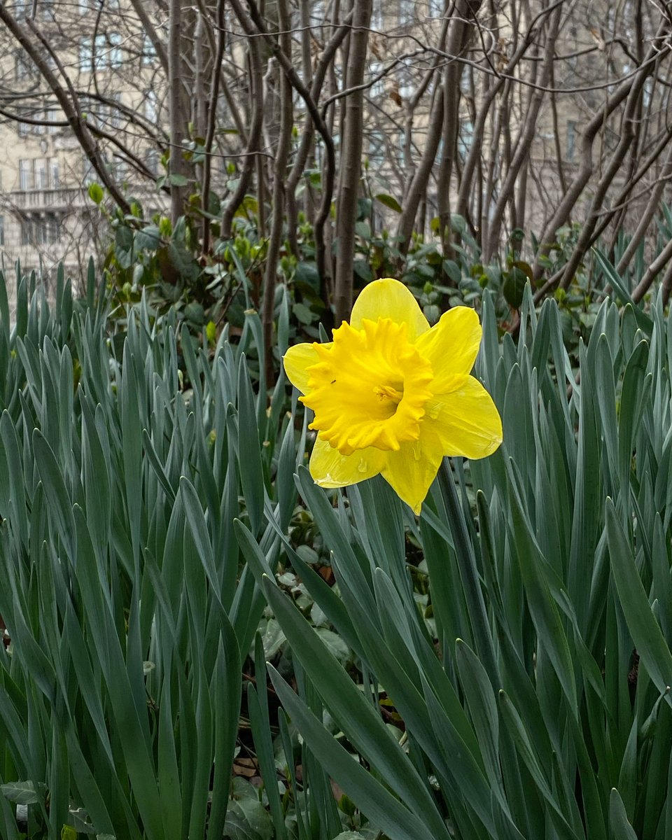 hannaleeny's tweet photo. This beautiful flower made me smile today. 🌼
Sending much love and positive vibes to our friends...
#strongertogether #inittogether #inthistogether #newyorkstrong #nycstrong #hospitalityforward #floweraday https://t.co/C4wQe1JR4c