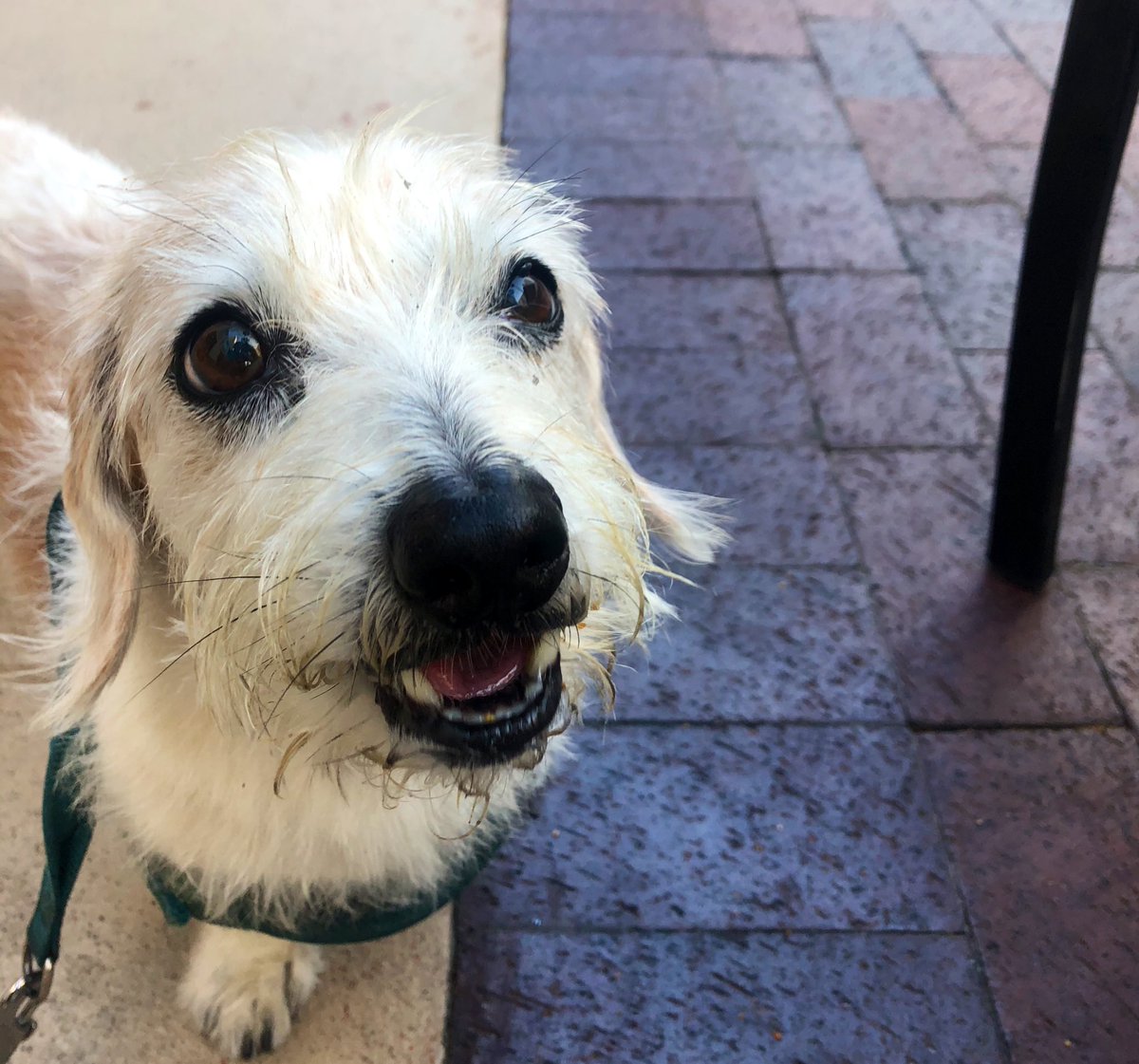 HarlanYoungII's tweet photo. If you need some levity this morning, here’s Kino’s face before and after getting his daily treat @CraftKafe https://t.co/l4qpwHD7r0