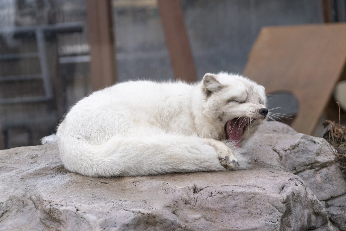 レタㇻルイ 北極狐 今日のホッキョクギツネセレクション 旭山動物園 ホッキョクギツネ