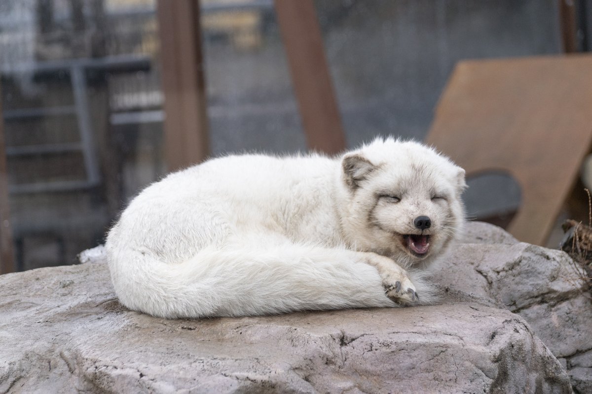 レタㇻルイ 北極狐 今日のホッキョクギツネセレクション 旭山動物園 ホッキョクギツネ