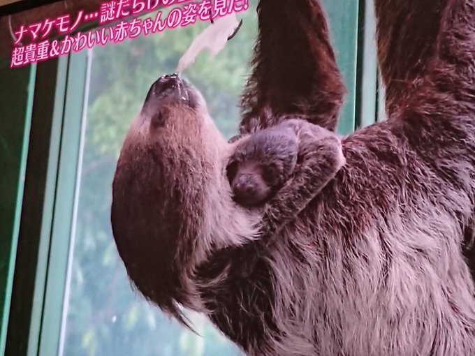 ナマケモノの赤ちゃんのtwitterイラスト検索結果 古い順