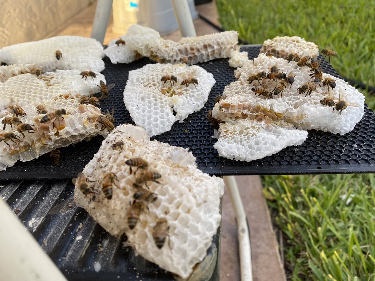 Day 5 of #Quarantine and I took up bee keeping. Their honey combs have some amazing #Geometry. What do you #NoticeAndWonder? 

#QuarentineLife #iAmSTEM
#TimeToGrind #NoDaysOff #Chambea
#iTeachMath #MTBoS #MathIsFun #CoreAdvocates #EdLeadership