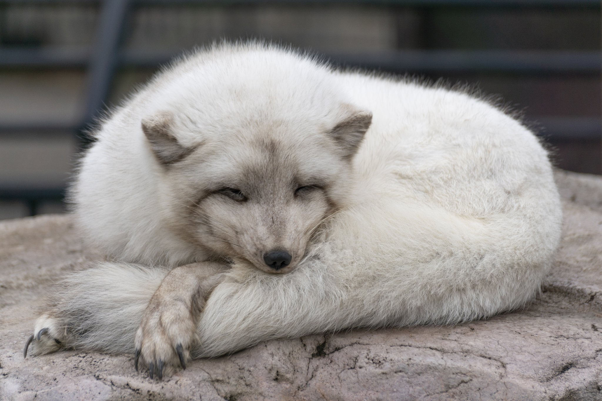 レタㇻルイ 北極狐 今日のホッキョクギツネセレクション 旭山動物園 ホッキョクギツネ