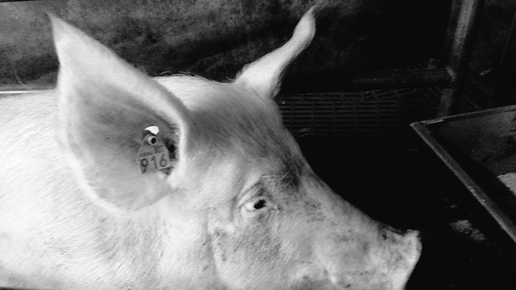 mehouas_'s tweet photo. Merci au personnel du #sdaec qui assure leur mission de remplacement et de renforcement, sur les exploitations agricoles. Le confinement n exclut pas les soins aux animaux https://t.co/tdC9h9Hfty