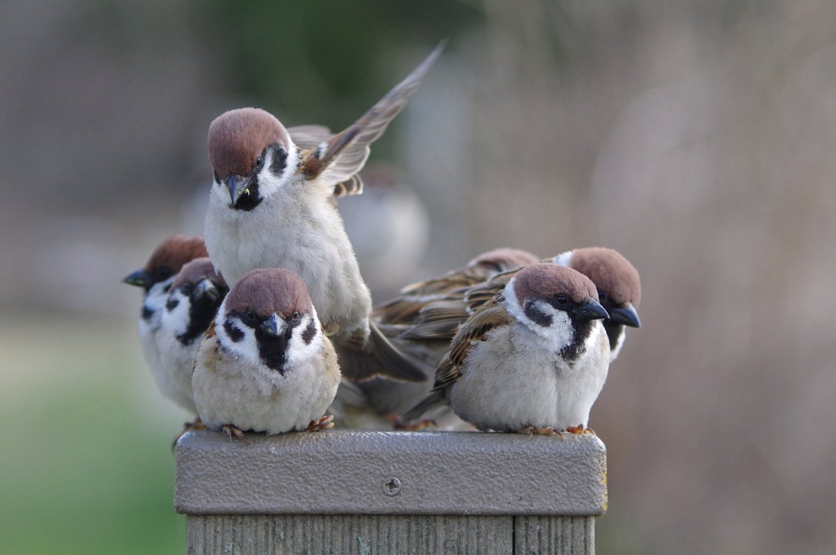 狭いとこにたくさん乗るからそうなるんだよ〜
#雀 #スズメ #すずめ #sparrow #鳥 #小鳥 #野鳥 #bird https://t.co/uFpP5xYRJS