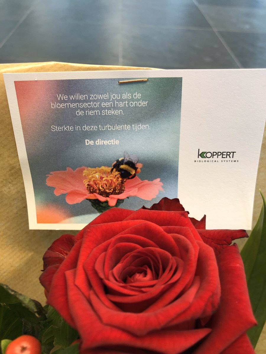 KoppertNL's tweet image. Natuurlijk doen wij mee met de #flowerboostchallenge en steken we de sierteelt sector een hart onder de riem!🌹🌷 Daarom deelt Koppert aan alle collega’s een boeket uit!

Wij dagen uit: @Lansingerland én onze distributeurs @mertens_groep, @iperen_nl, @voscapelle en @KlepAgro