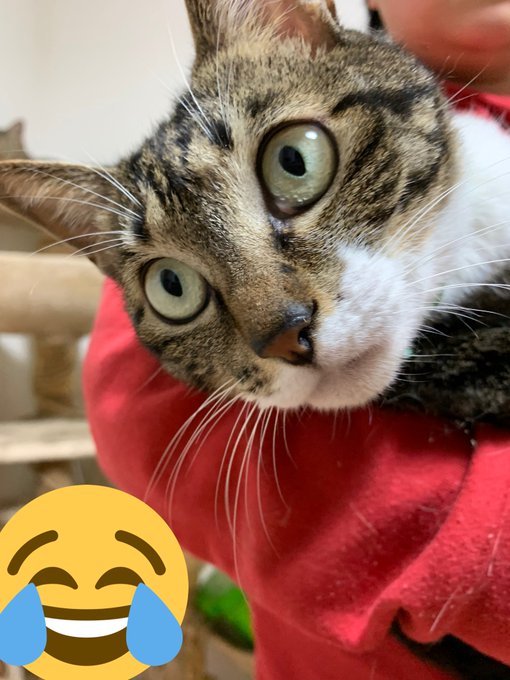 クラちゃんのtwitterイラスト検索結果