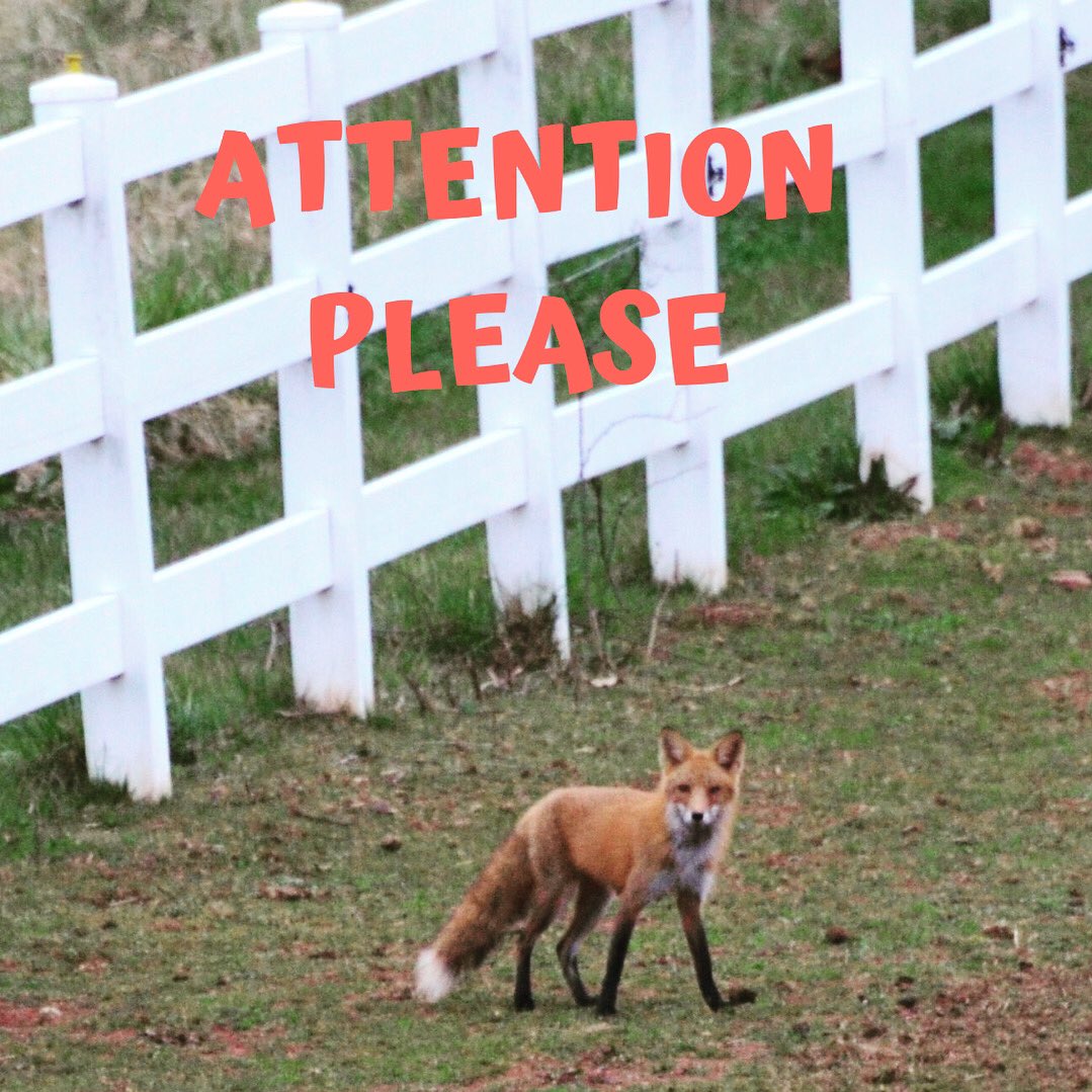 BullRunHunt tweet picture