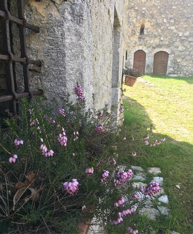 CBricconi's tweet photo. Vi regaliamo un assaggio di primavera.
#igerslombardia #contradabricconi #molamia https://t.co/rU9NNxMz1Q https://t.co/eFyoCzOmBb