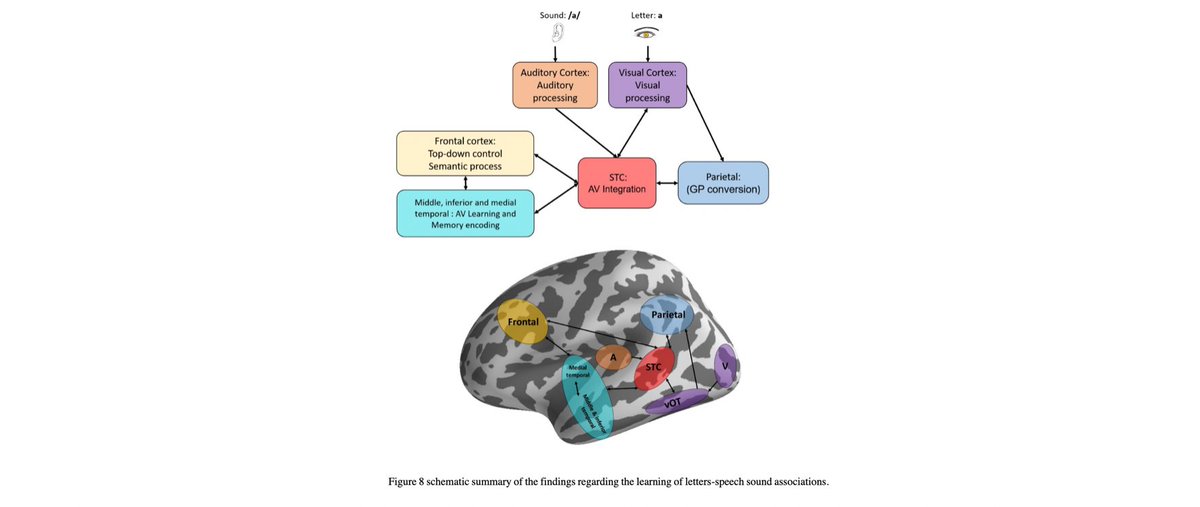 James Booth (@drjamesbooth) on Twitter photo Nice study by <a href="/weiyong_xu/">Weiyong Xu</a> highlighting the importance of the superior temporal sulcus in #audiovisual integration. biorxiv.org/content/10.110… Nice study by <a href="/weiyong_xu/">Weiyong Xu</a> highlighting the importance of the superior temporal sulcus in #audiovisual integration. biorxiv.org/content/10.110…