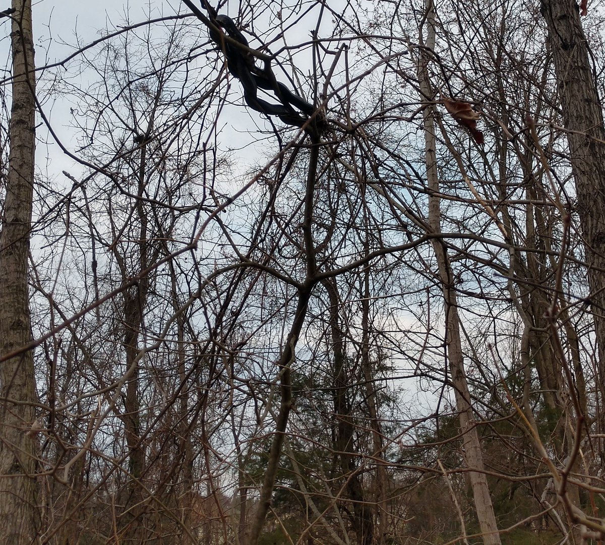 Went on a family walk this morning and found snakes in the trees! @MergenLisa <a href="/correllscience/">Mrs. Correll 👩‍🔬</a>