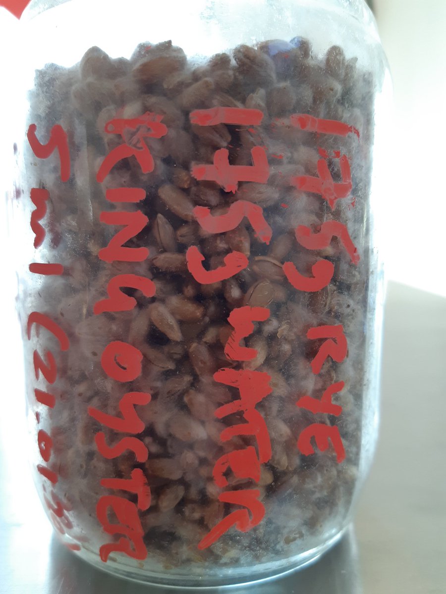 philayres_'s tweet photo. The wonders of cultivating #GrainSpawn from liquid inoculate. 6 days of contained #ExponentialGrowth. A bottle of #Mycological #GenerativePotential.
@CITAcph @Fungar_H2020 https://t.co/KX13a109HZ