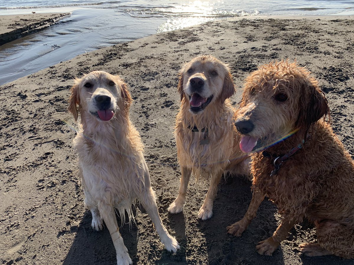 runchick's tweet photo. @GoldretrieverUS All smiles at the beach 😊😊😊 https://t.co/VWeXXpT3F2