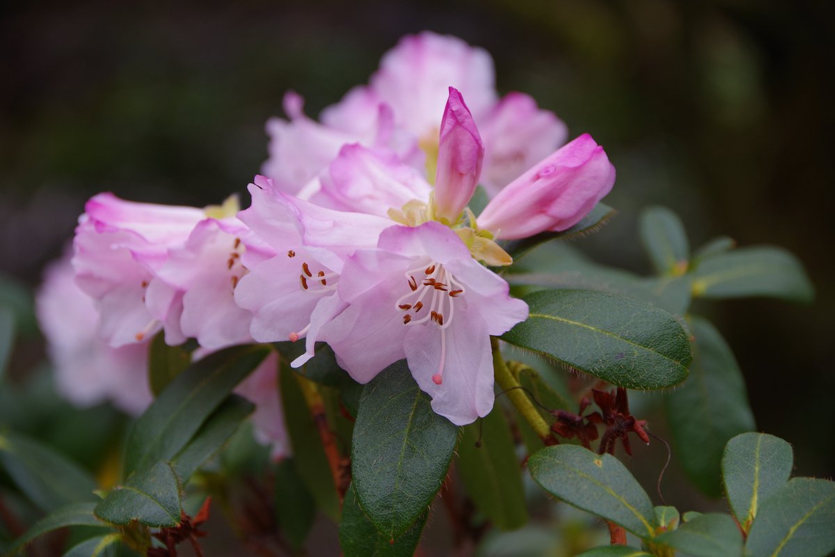 #spring <a href="/BenmoreBotGdn/">Benmore Botanic Garden</a> and the Rhododendrons are blooming #rbgehort <a href="/VisitCowal/">Visit Cowal</a> <a href="/argyllholiday/">Argyll Self Catering Holidays</a> <a href="/TheBotanics/">Royal Botanic Garden Edinburgh</a> <a href="/LoganBotanicGdn/">Logan Botanic Garden</a> <a href="/Dawyck/">Dawyck Botanic Garden</a>