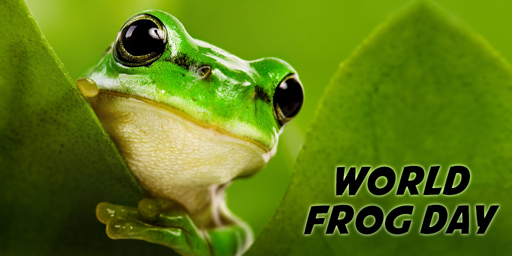 World Frog Day - themediocremama.com