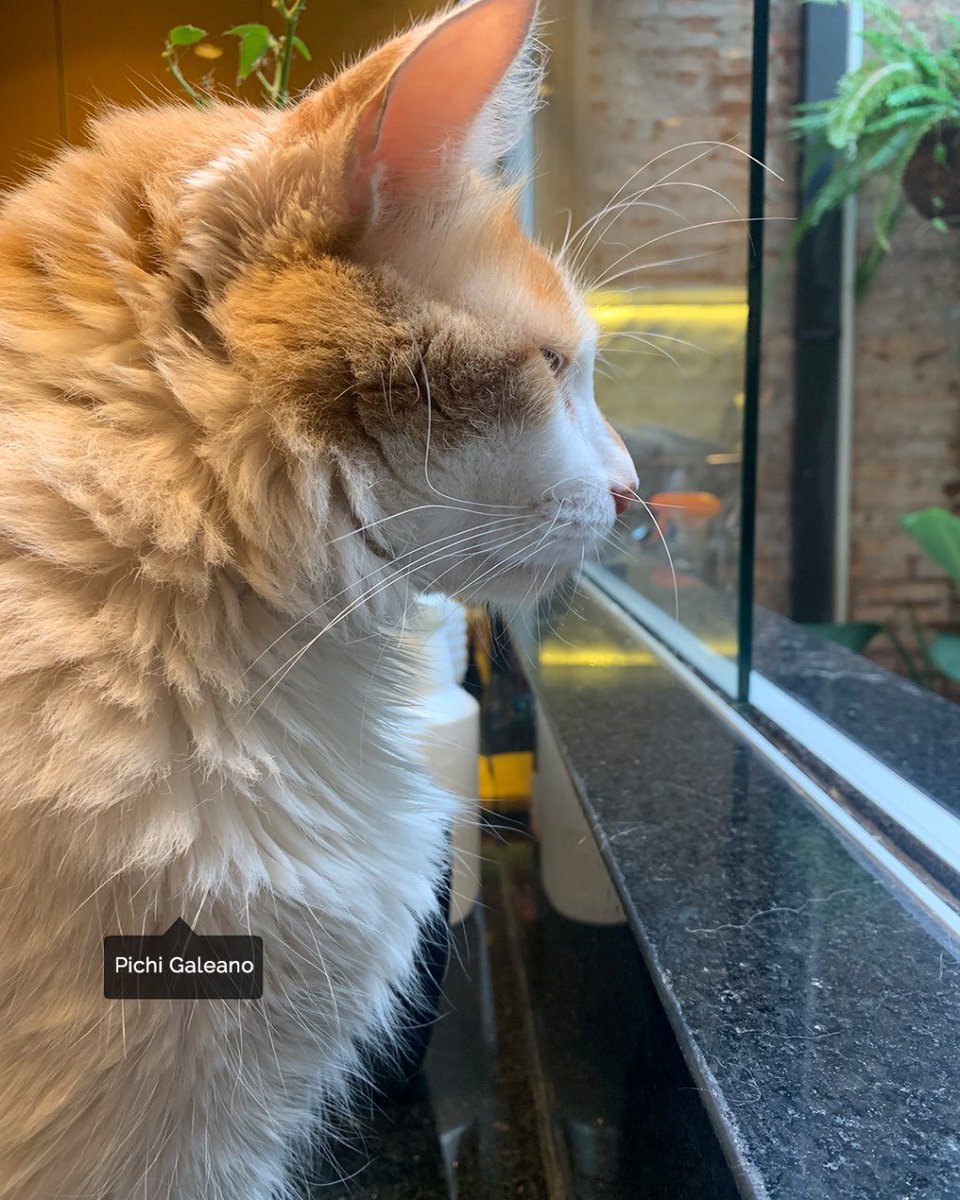 albertina_shop's tweet photo. Desde que estamos 24/7 en nuestras casas iniciamos un programa de nuevos pasantes 🐾🥰

Y queremos conocerles a los pasantes de sus 🏡👀 https://t.co/Bnbrhb0d11
