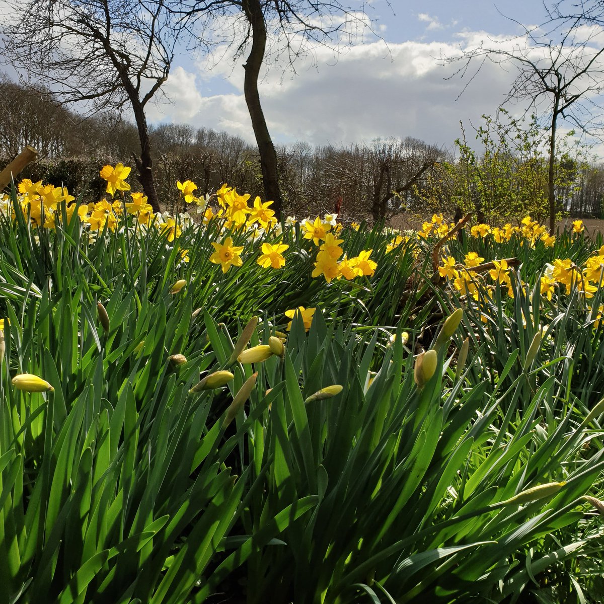 GeorgianCottage's tweet photo. A bit of brightness from our woodland daffs to lighten these crazy days #daffodils🌼 #springiscoming #areasontosmile https://t.co/tlON0HQcYQ