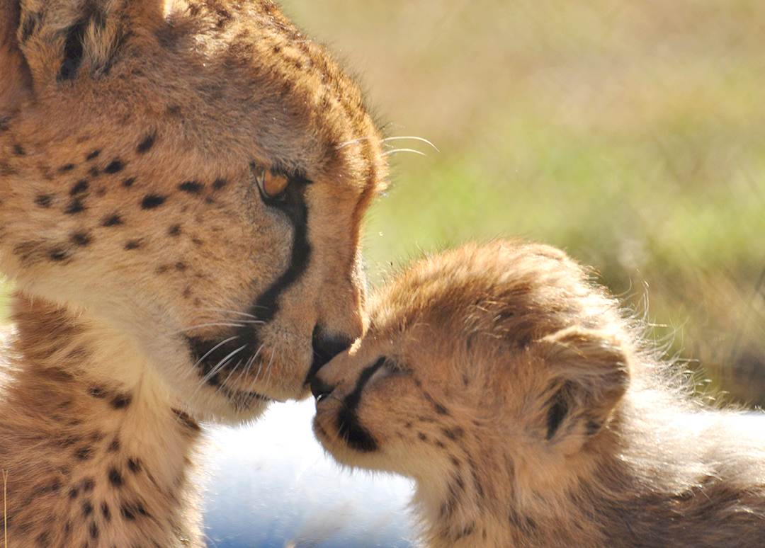 It’s the #InternationalDayOfHappiness! While we are all going through a difficult time right now, it is important to remain optimistic and believe that we will persevere to return to doing what we love – like enjoying time with Fossil Rim #animals! #cheetah