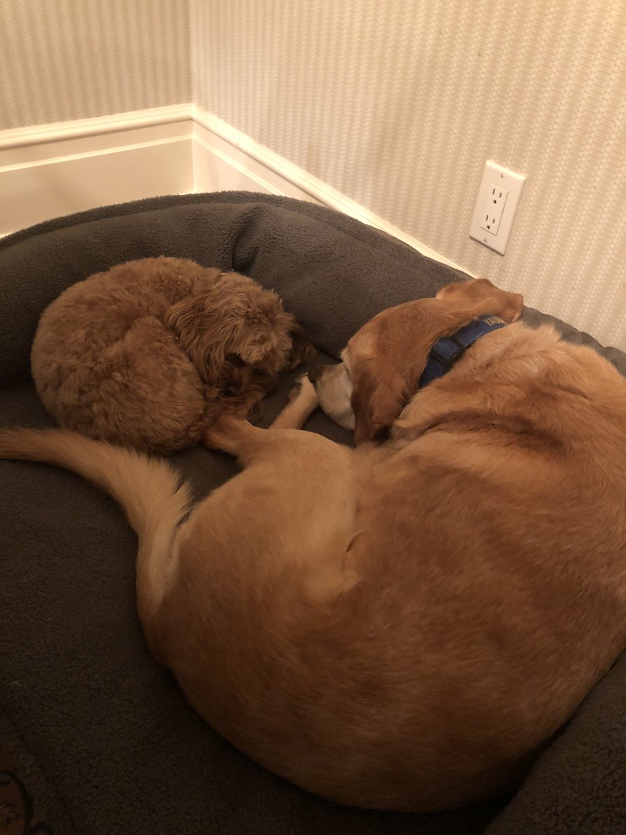 _uncle_bernie_'s tweet photo. @BSmithPHI @dog_rates God I hope not https://t.co/H2HY1s9YN8