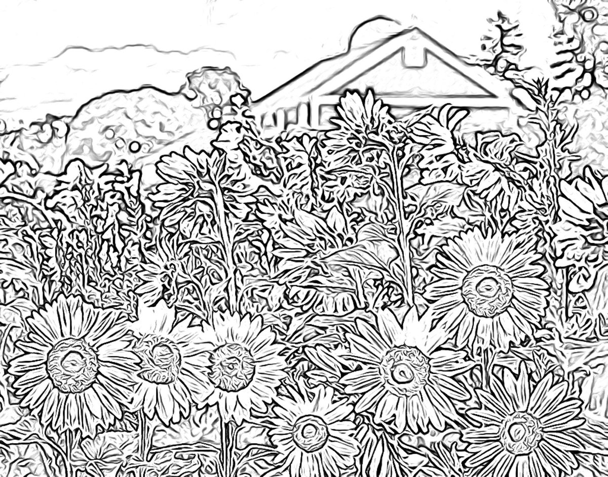laurelhighlands's tweet photo. Here's a challenging one for over the weekend! 

Take your time with these sunflowers and barn and post your creation using #LHColors

Happy coloring 🖍️ https://t.co/16woB98BFI