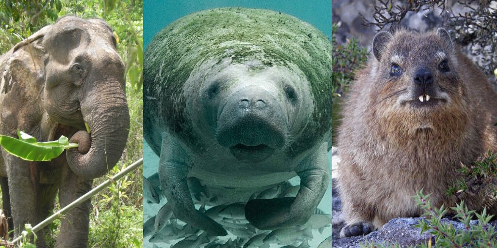 Elephant Aid International on Twitter: "Fun Facts Friday: Elephant  Relatives! The #elephant's closest living relative is the rock #hyrax, a  small, furry herbivore native to Africa and the Middle East. #Manatees are