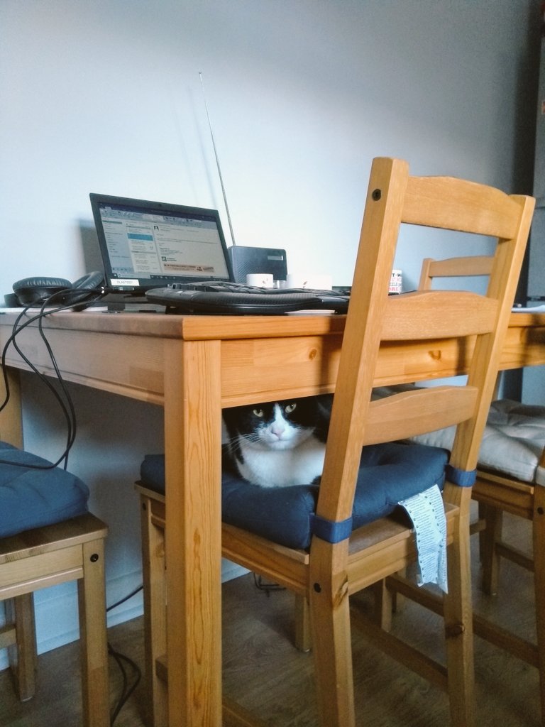 thpacey's tweet photo. Day 5 of isolation. One of my new work from home colleagues mistook my new work station for a hot desking space. 
Apparently he's been using this space to ponder the destruction of mice far longer than I have to "answer email". https://t.co/JLzncVqh04