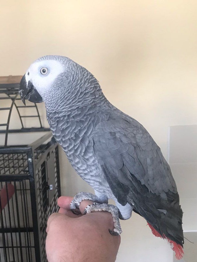 parrots for sale cheap