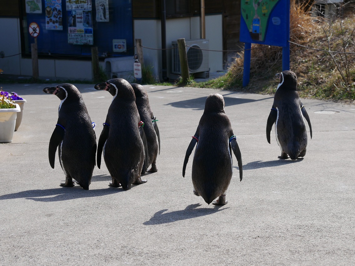 なつ Auf Twitter フンボは後ろ姿も可愛い 埼玉県こども動物自然公園 ペンギンヒルズ T Co Xcmyruehxg Twitter