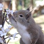 かわいらしい姿ｗリスのお花見作法はこちら!花の香りを楽しむ!